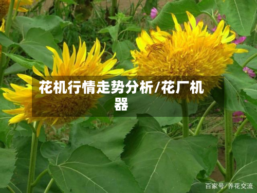 花机行情走势分析/花厂机器-第3张图片