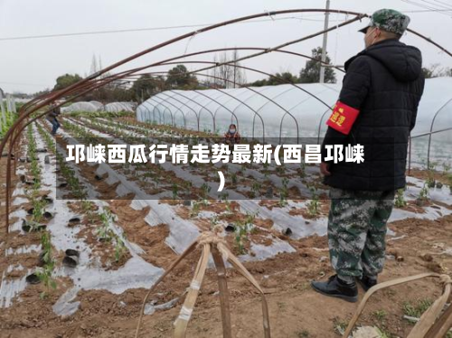 邛崃西瓜行情走势最新(西昌邛崃)