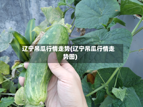 辽宁吊瓜行情走势(辽宁吊瓜行情走势图)-第2张图片